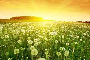 Summer Savings: Strategies for Success